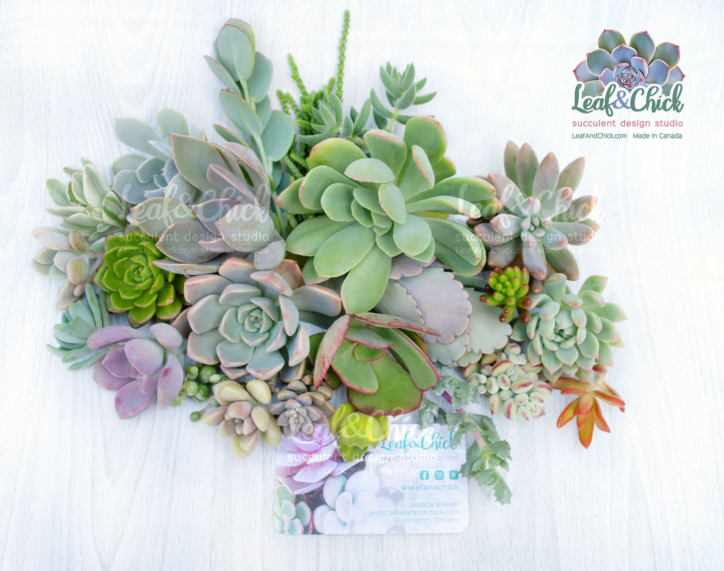 24 Succulent Cuttings