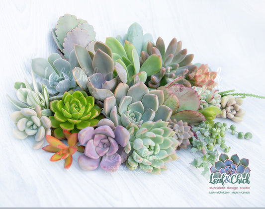 24 Succulent Cuttings