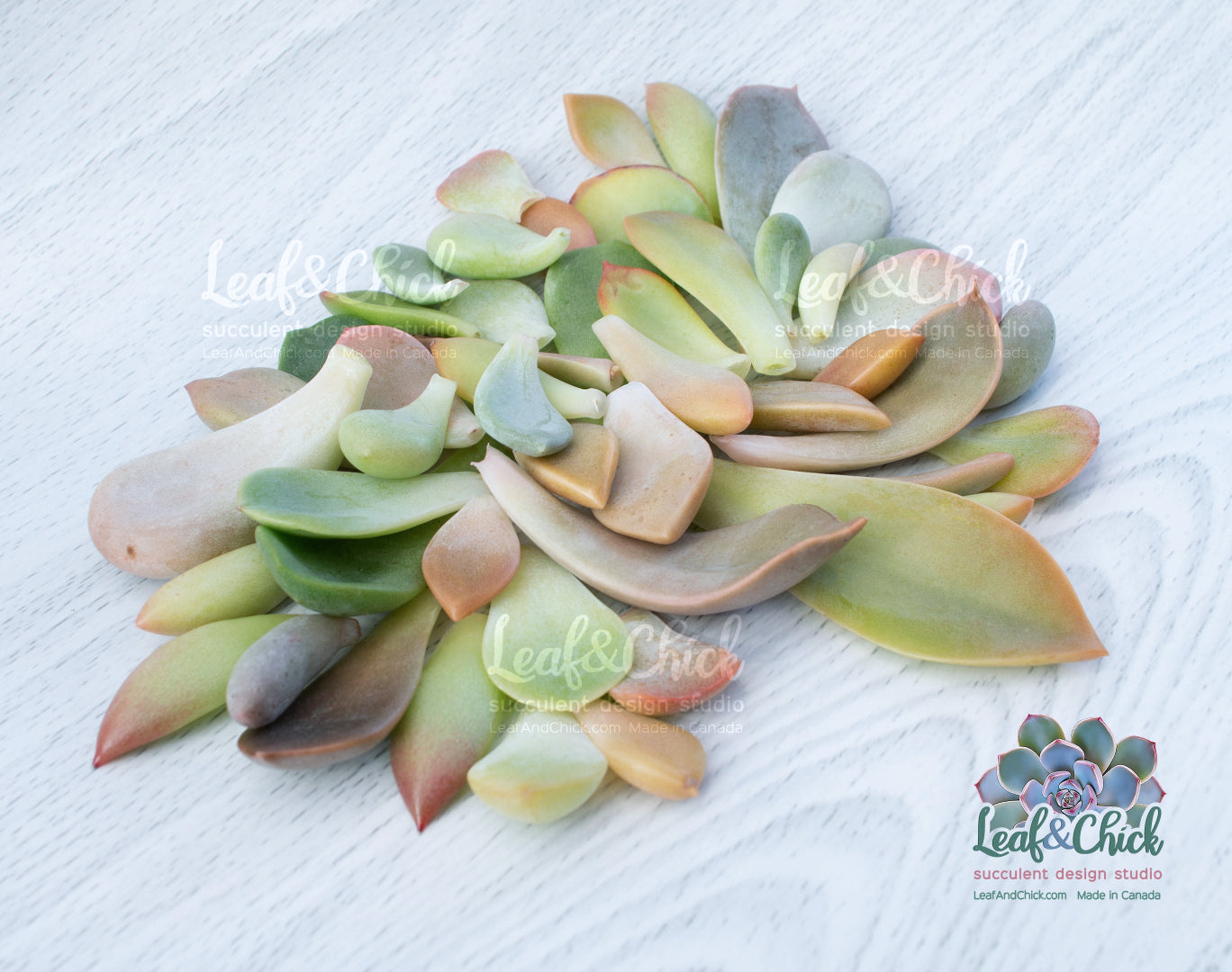 Collection of green, orange and pink succulent leaves on a textured white surface with 'Leaf & Chick' branding.