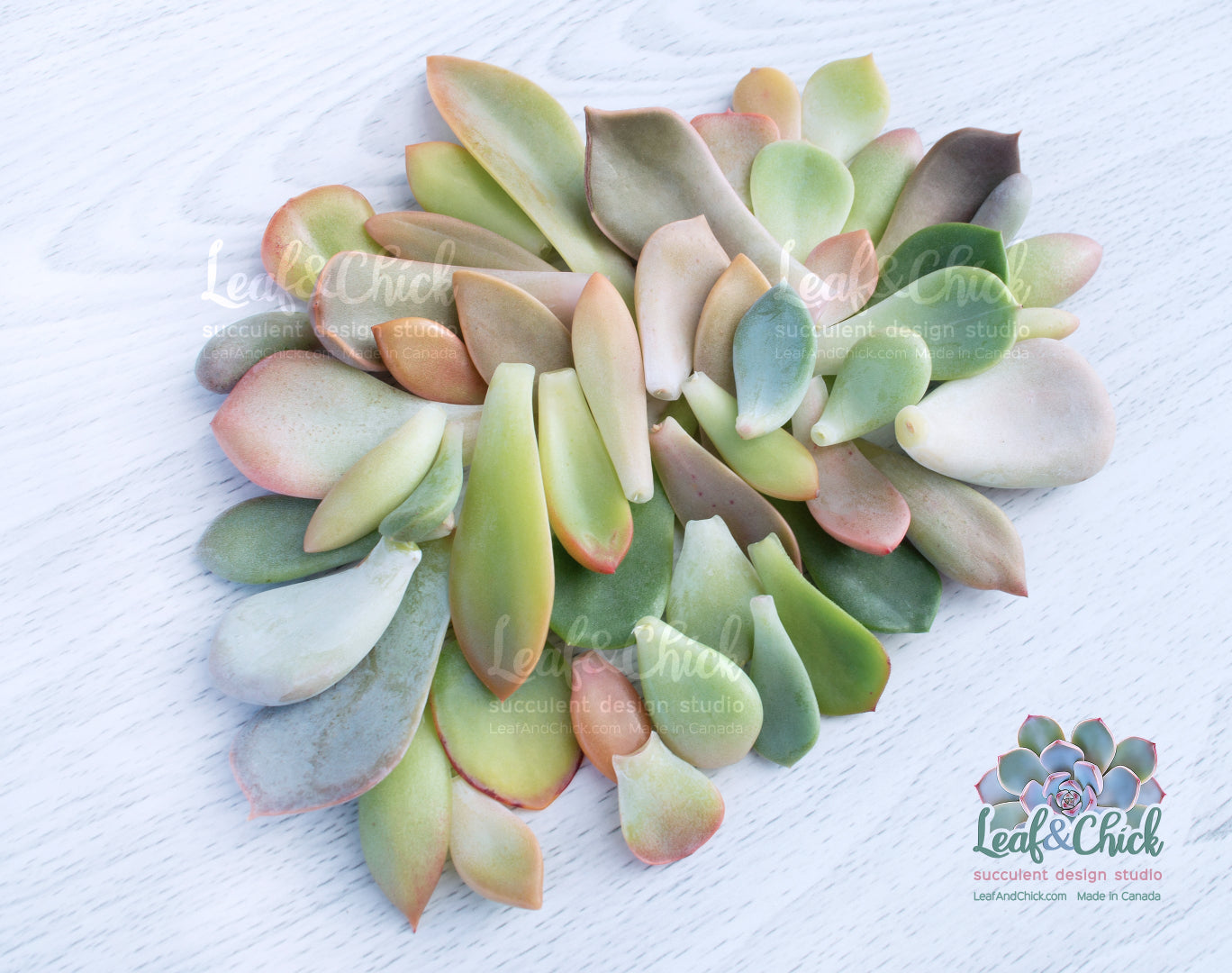Grow your own succulents. An arrangement of succulent leaves on a white background with 'Leaf & Chick' branding.