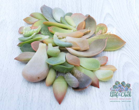 Collection of succulent leaves on a white surface with 'Leaf & Chick' branding.