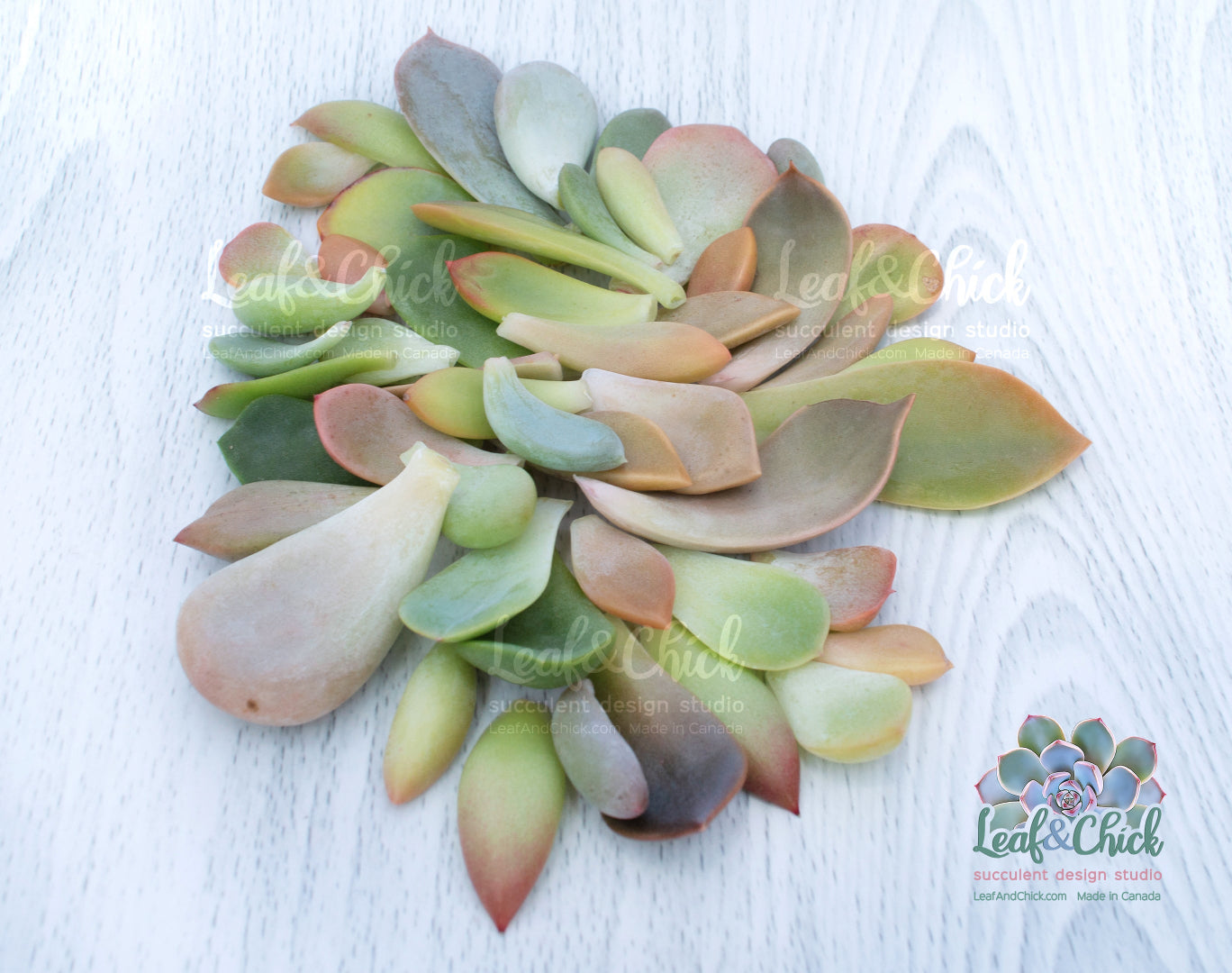 Collection of multicolored succulent leaves on a white background with 'Leaf & Chick' branding.