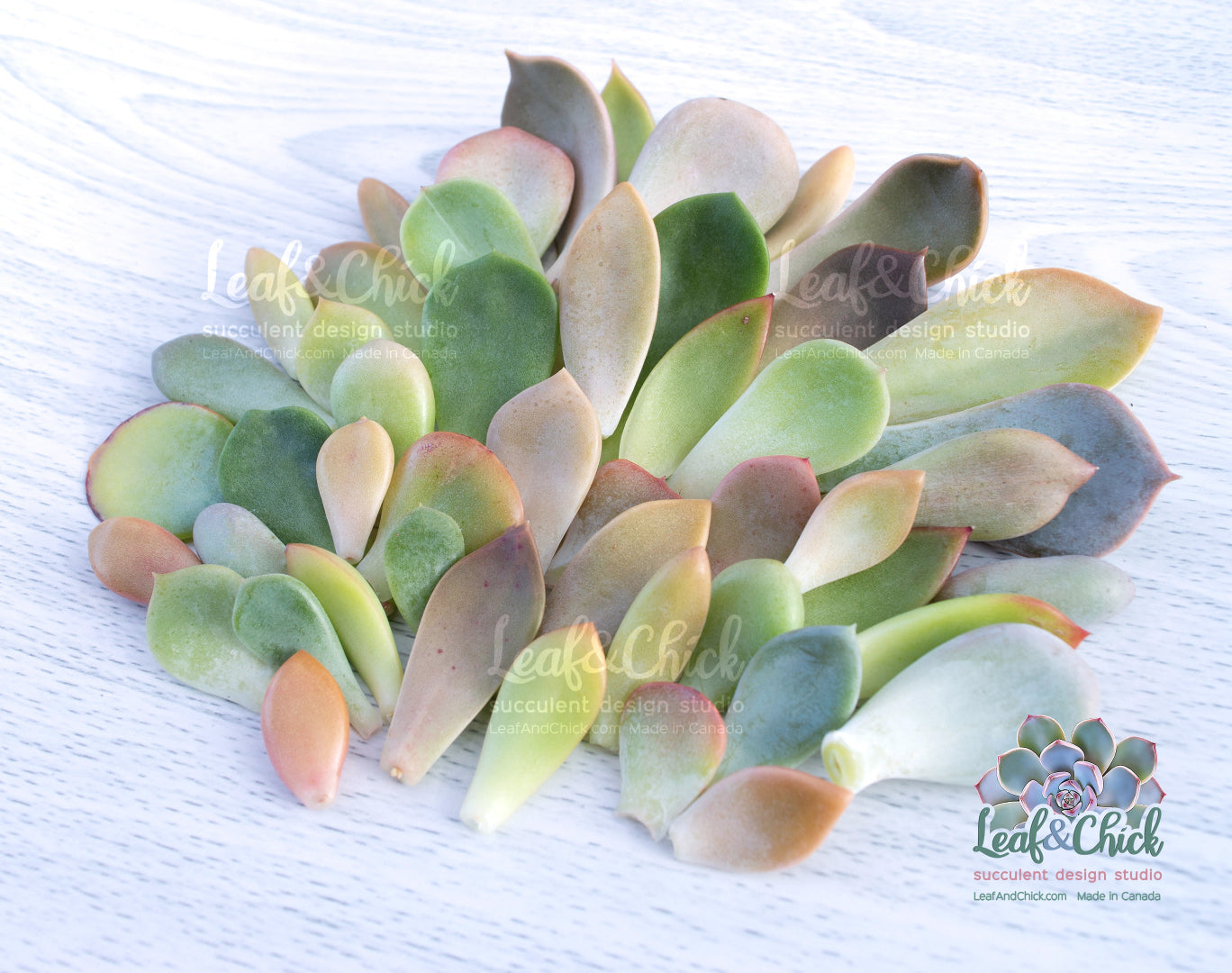 Colourful succulent plant on a white background with 'Leaf & Chick' branding.