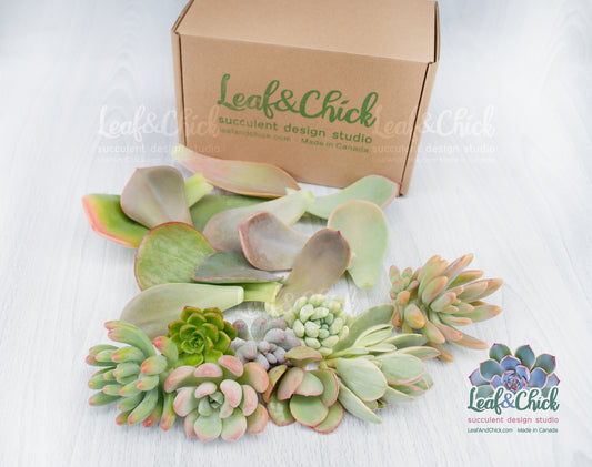 The Succulent Lovers Combo