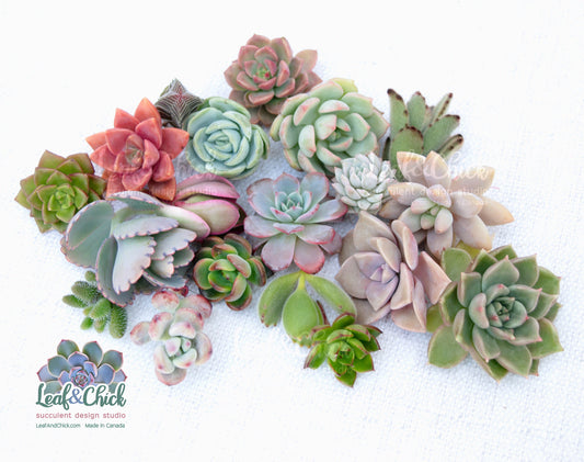 Succulent Cutting box varieties 