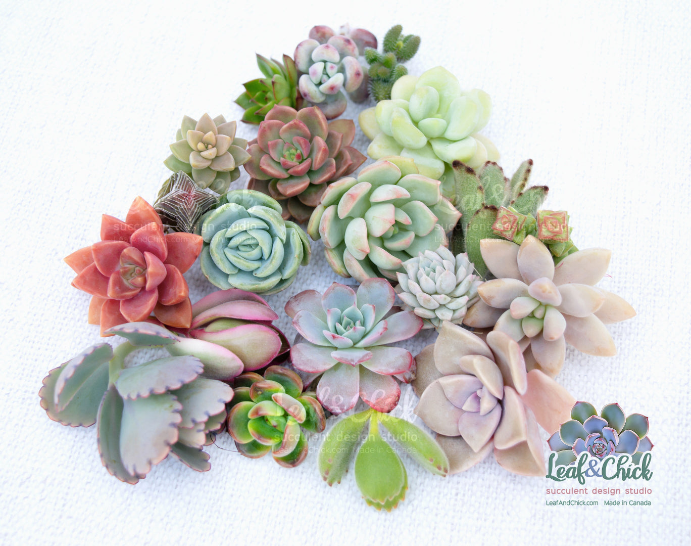 examples of cuttings from Leaf & Chick