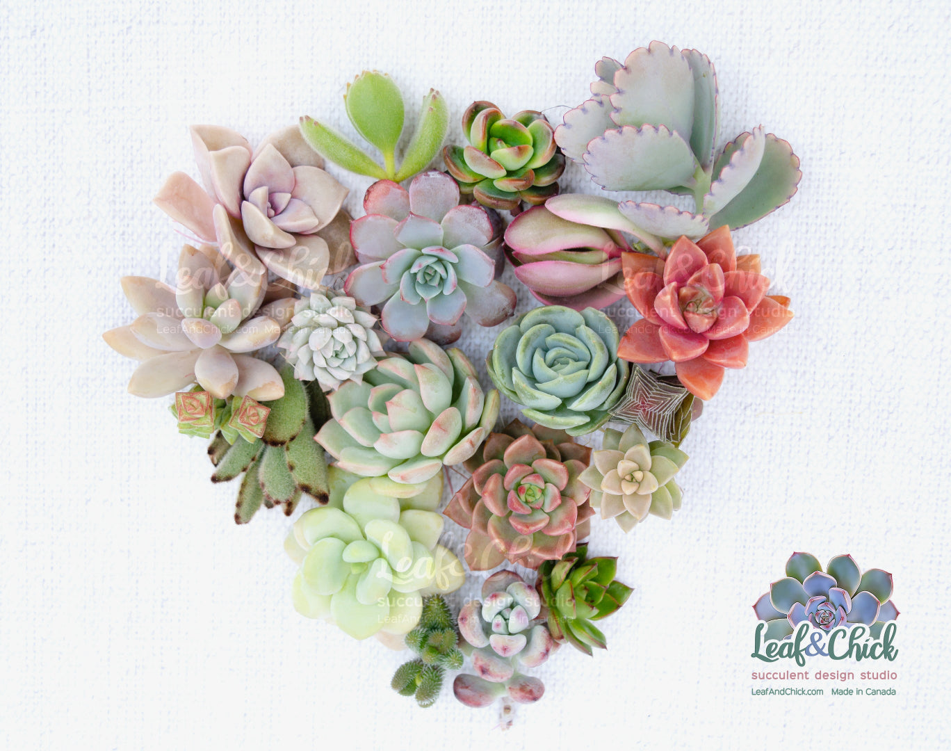 Leaf & Chick succulent cutting bundle