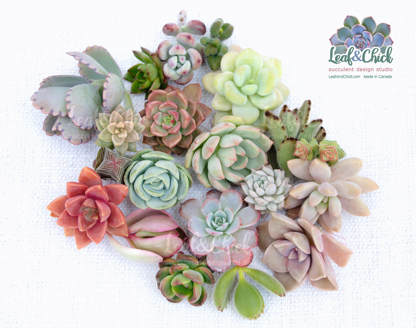 examples of cuttings from Leaf & Chick