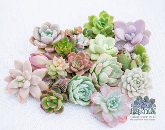 Leaf & Chick succulent cutting bundle