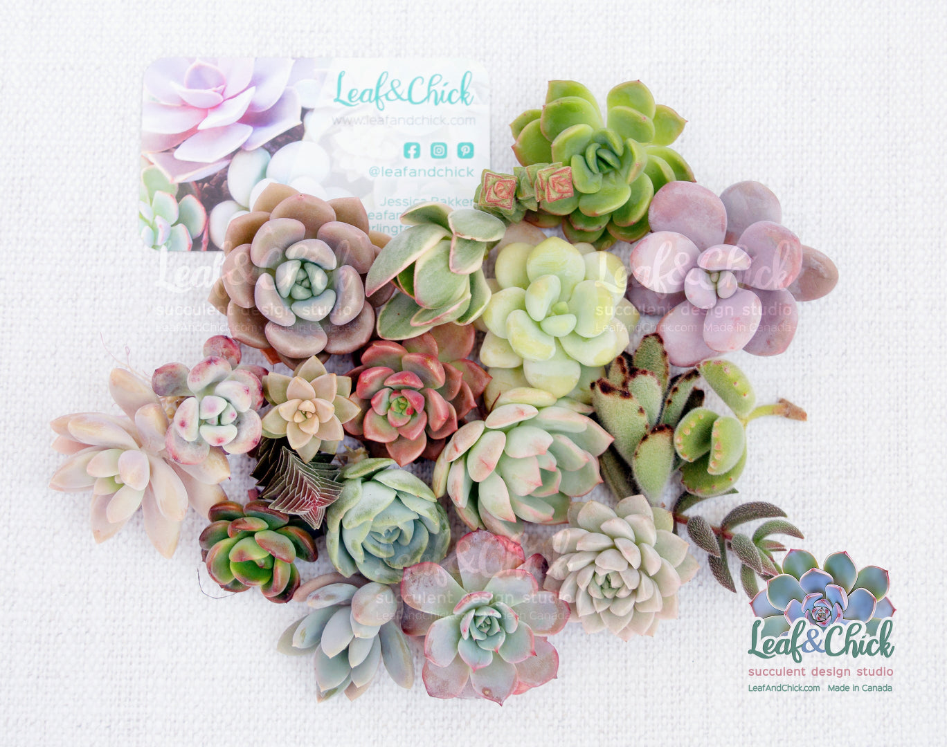 Leaf and chick 18 succulent cuttings