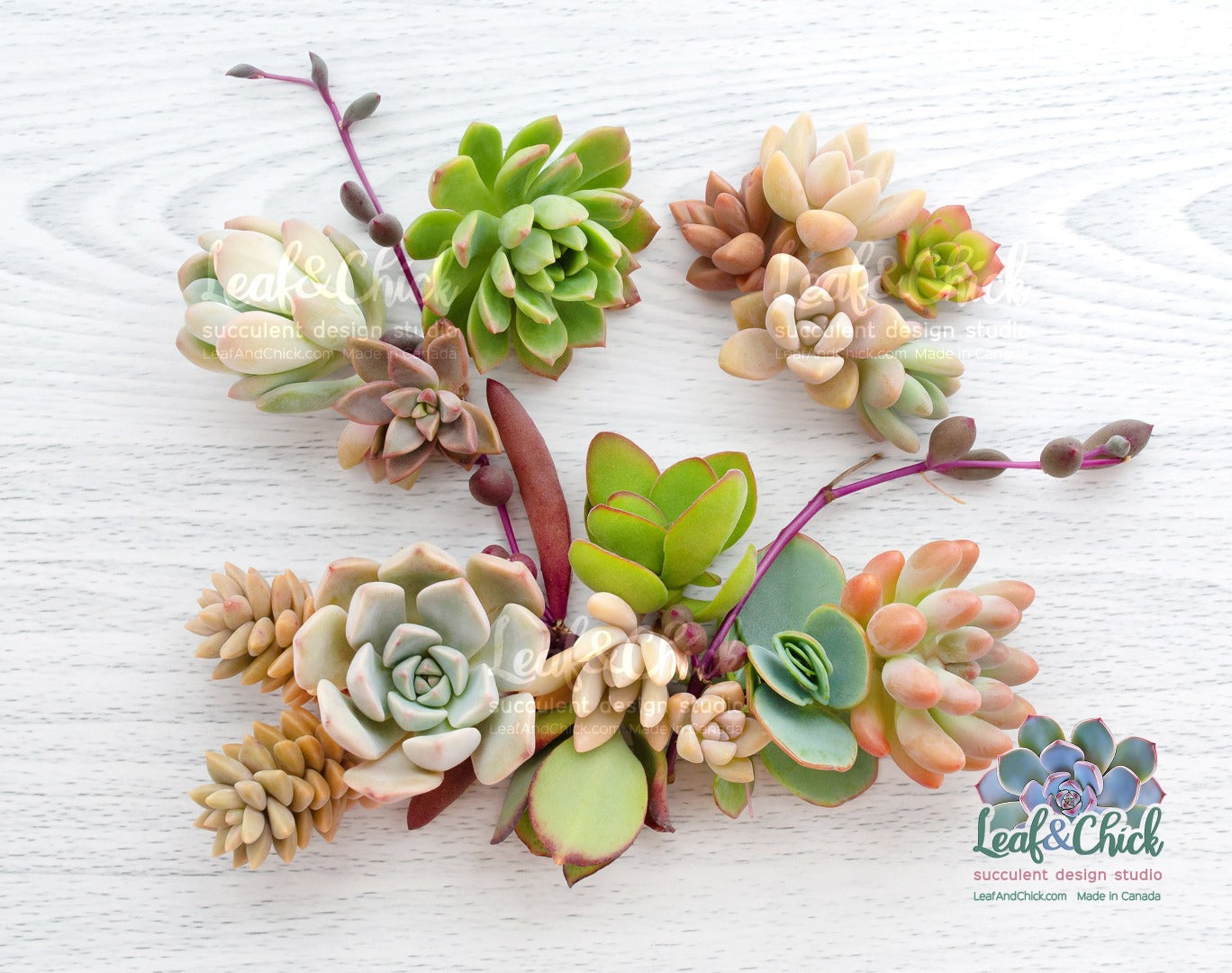 a variety of succulent cuttings