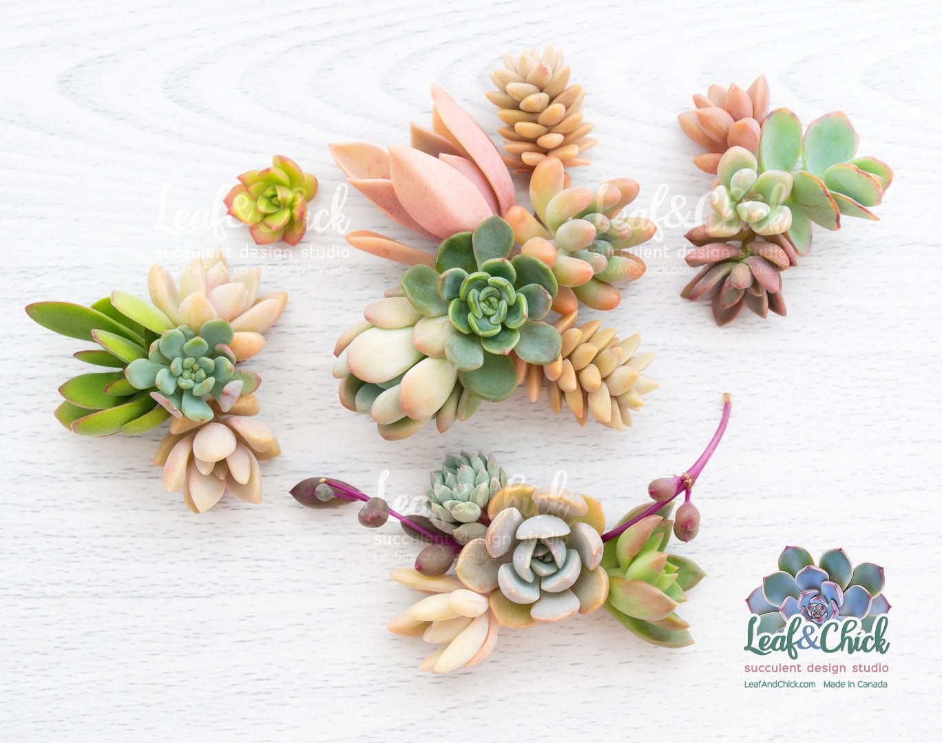 colourful succulent cuttings