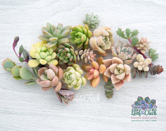 20+ Succulent Cuttings