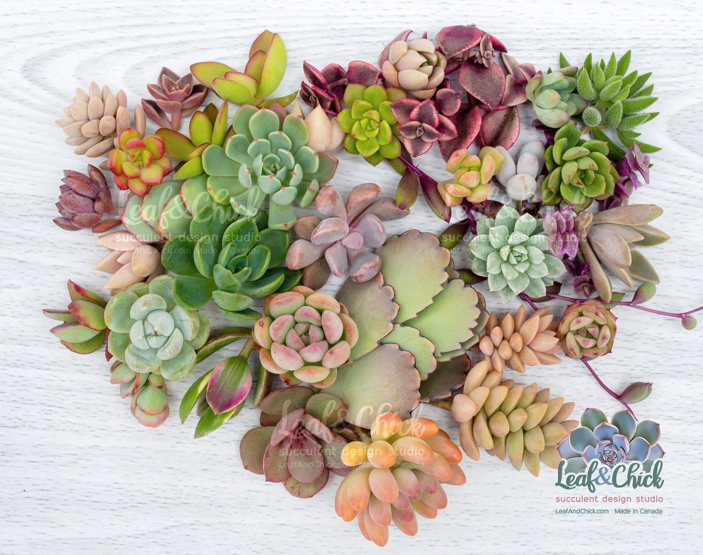 a fresh variety of succulent cuttings
