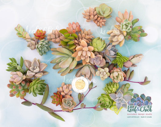 40+ Succulent Cuttings