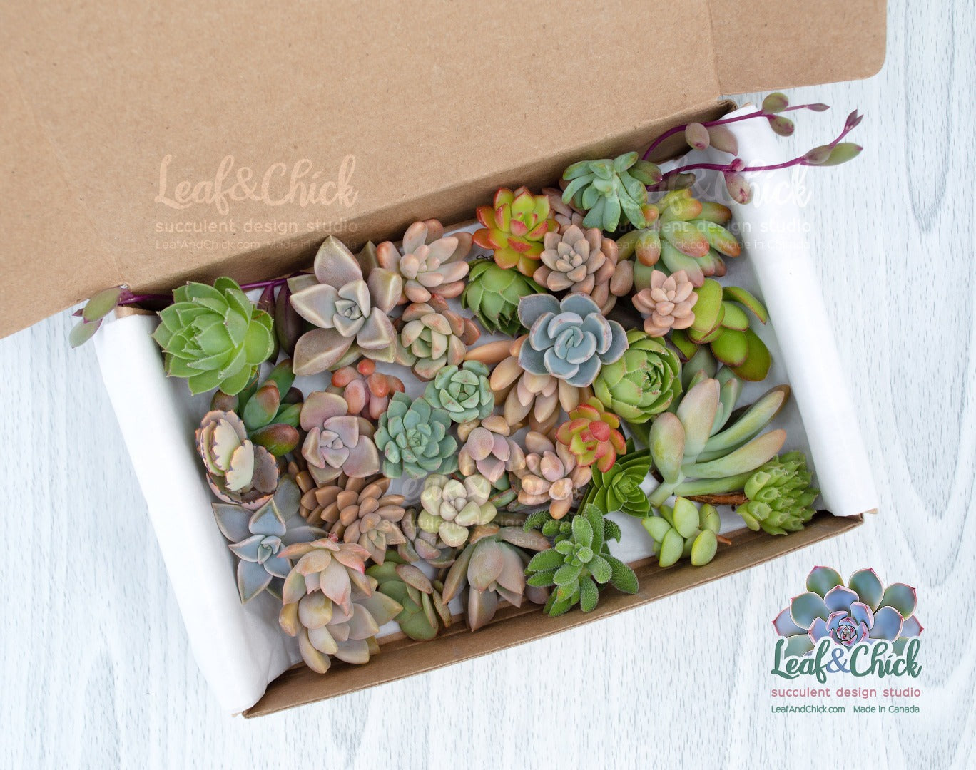 40 succulent cuttings boxed and ready to ship