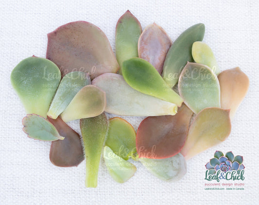 20 different succulent leaves from leaf and chick