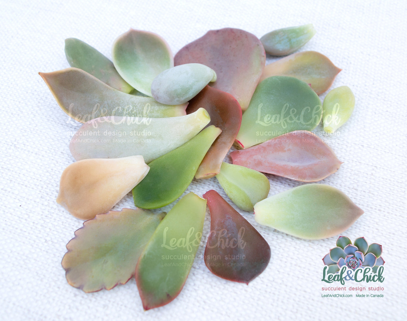 colourful succulent leaves from Leaf & Chick