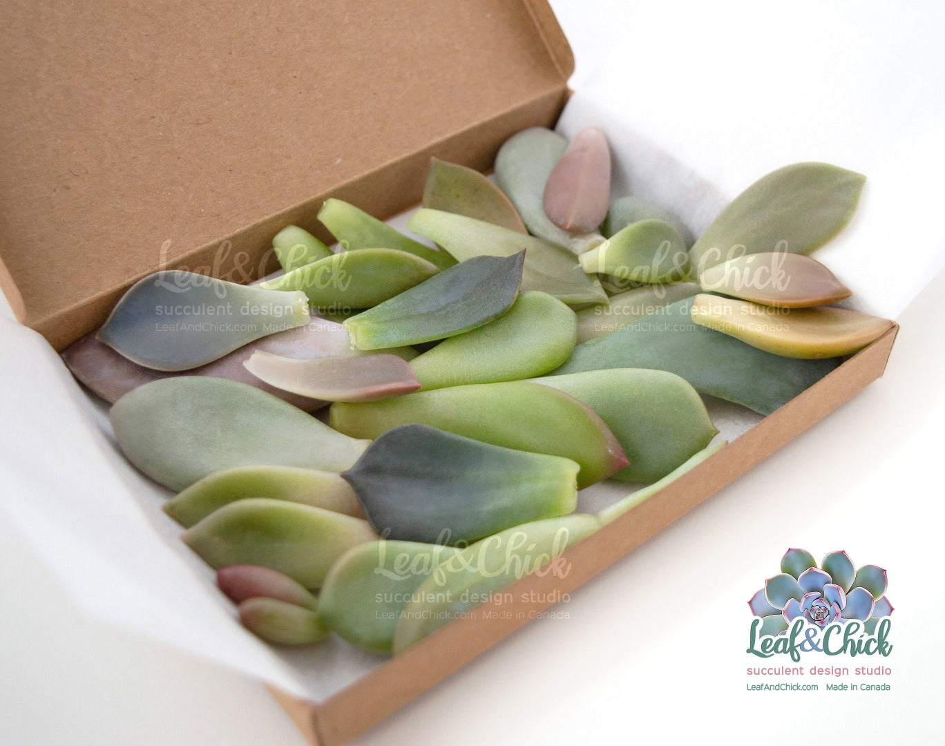 30 bulk succulent leaves boxed to ship