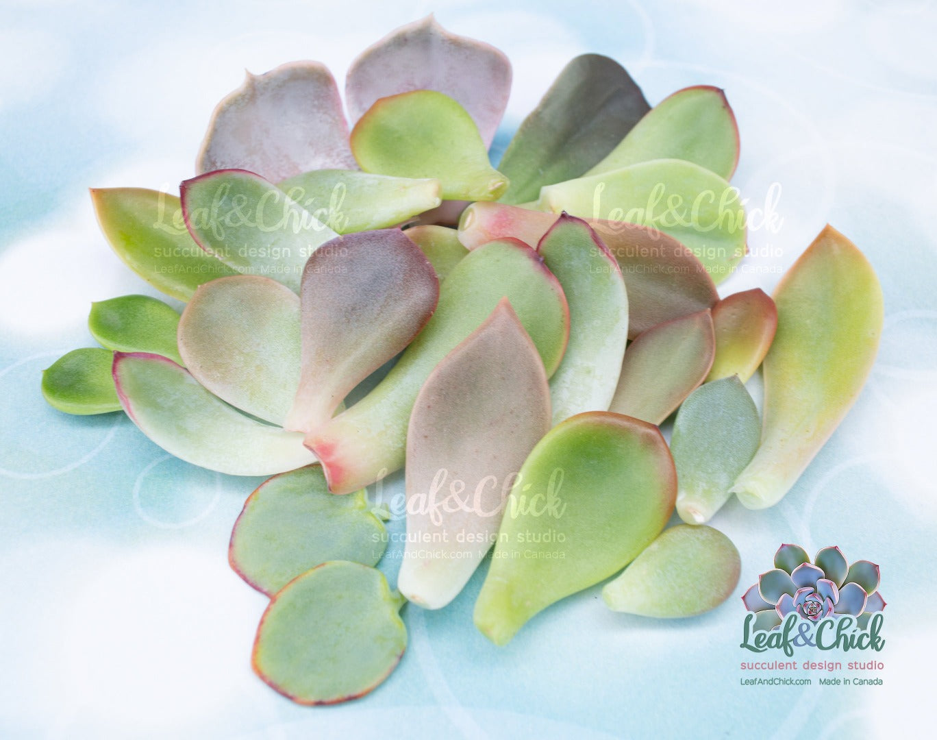 A variety of colourful succulent leaves