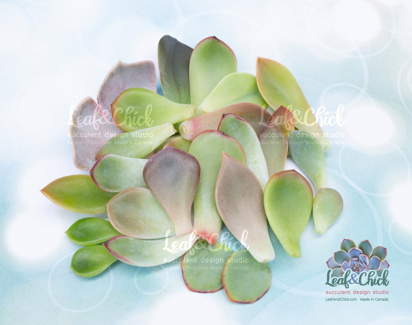 colourful succulent leaves to grow your own succulents