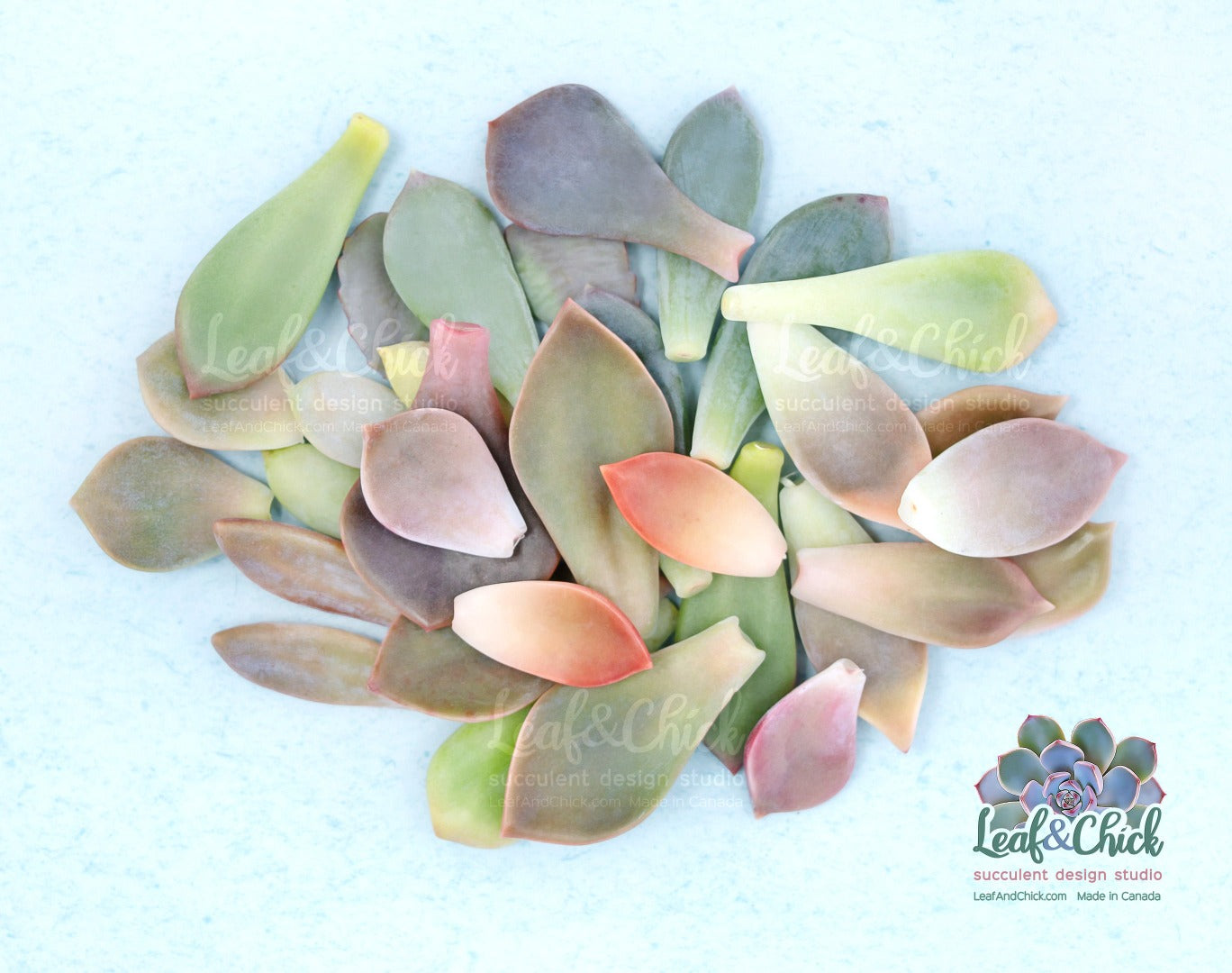 a variety of many types of succulent leaves