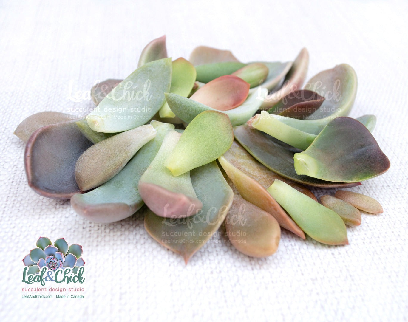 a pile of succulent leaves in a great variety
