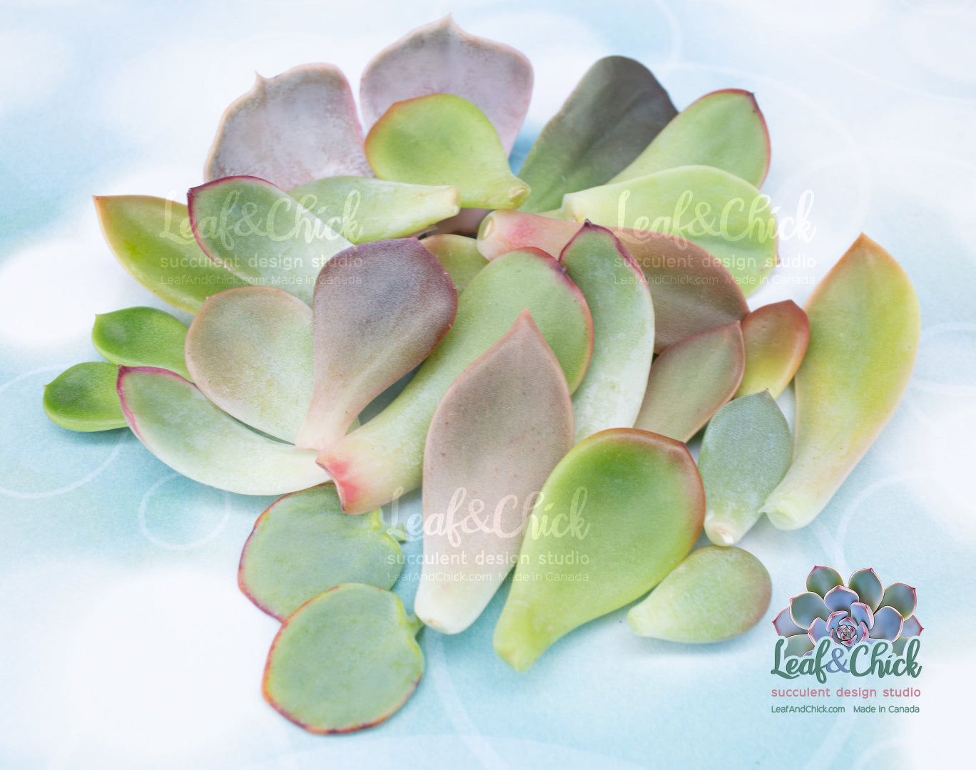 examples of bulk succulent leaves