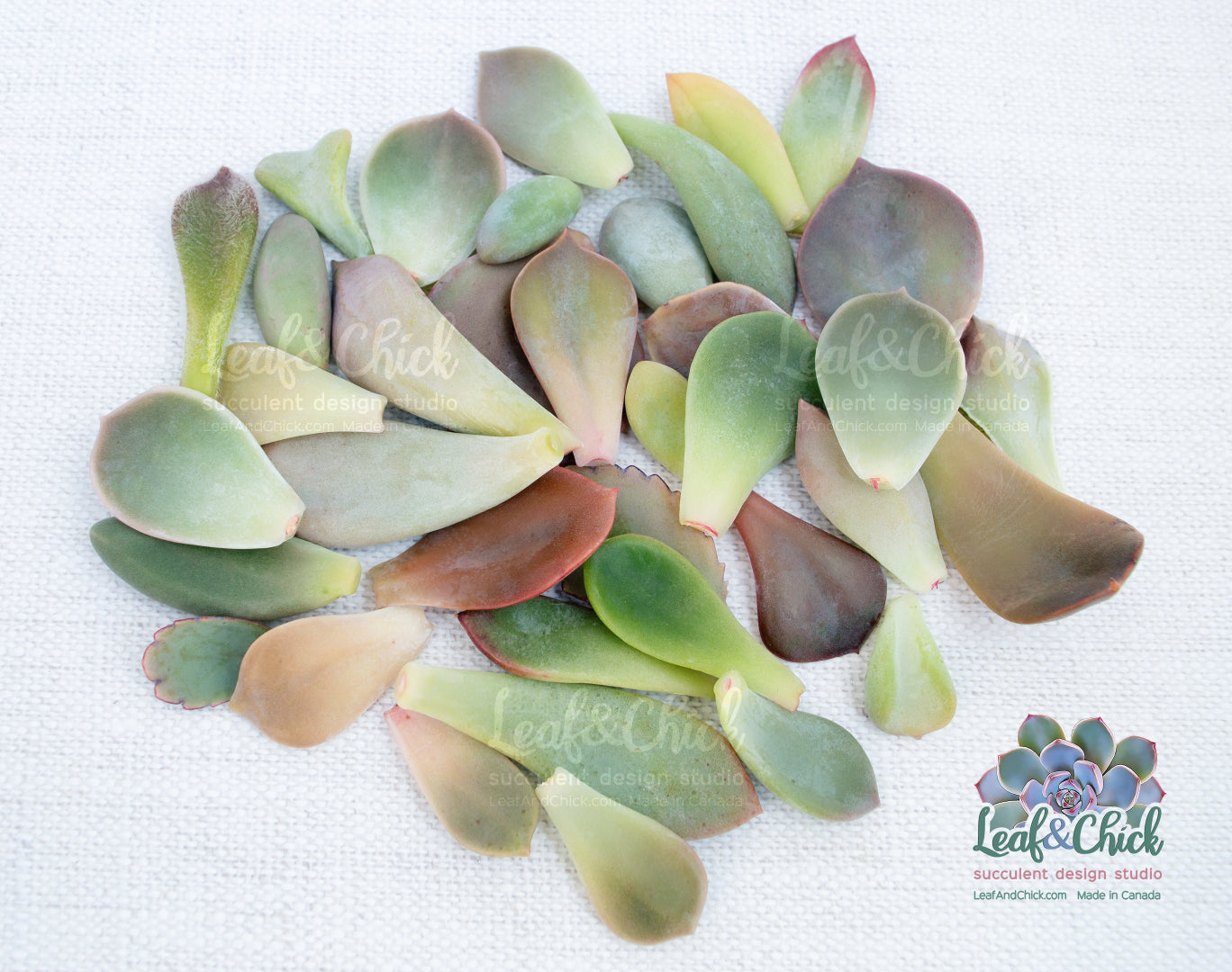 Leaf & Chick bulk 35 succulent leaves
