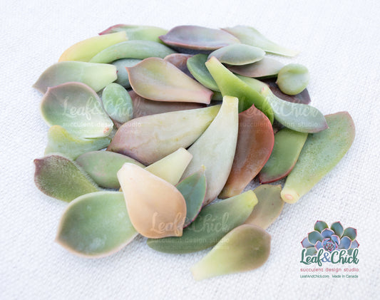 Leaf & Chick bulk succulent leaves
