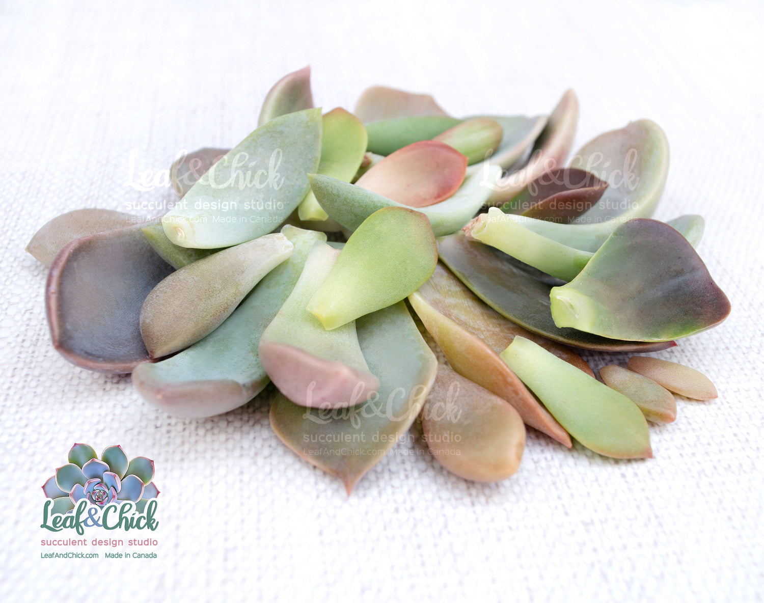 succulent leaves examples 35 BULK Succulent Leaves
