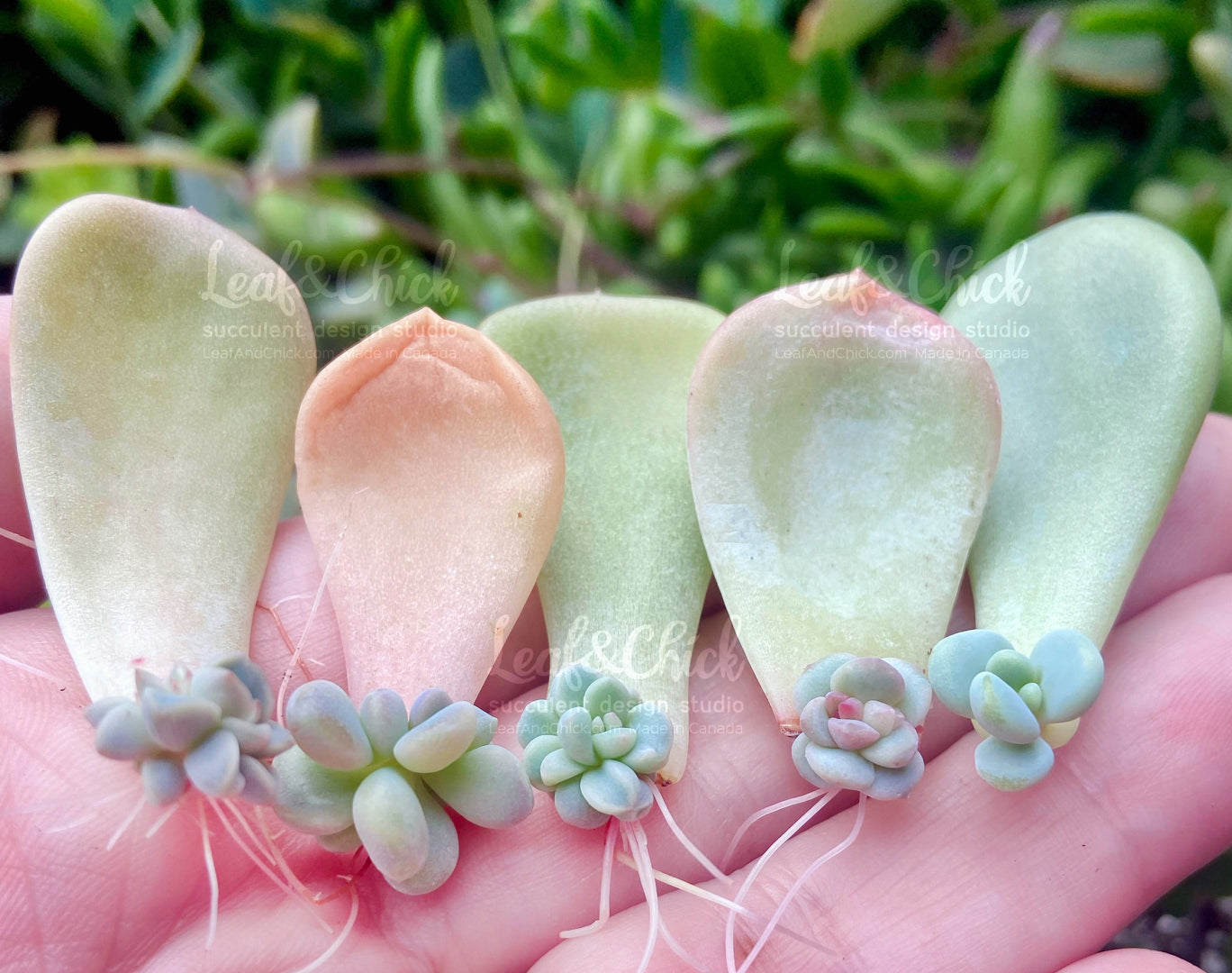 examples of leaves grow by Leaf & Chick
