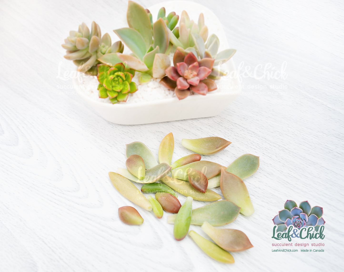 Beginners Leaf Bundle | Grow Your Own Succulents