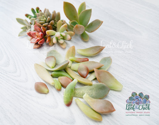 easy going succulent leaf bundle for beginners