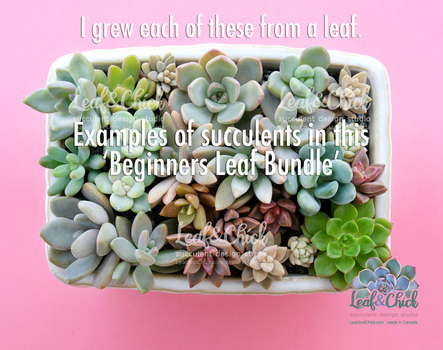 Beginners Leaf Bundle | Grow Your Own Succulents