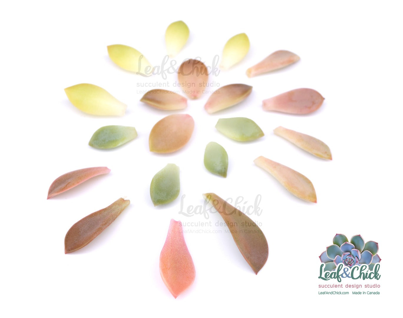 colourful succulent leaves for beginners
