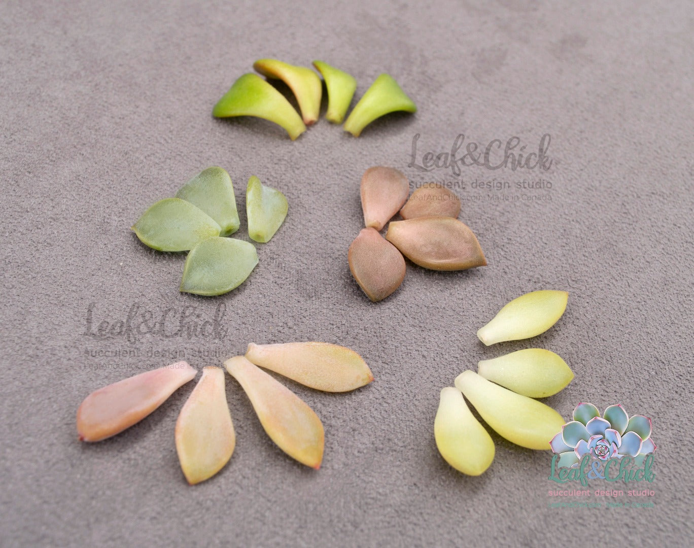 beginner leaf variety
