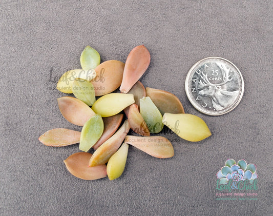 easy going succulent leaves