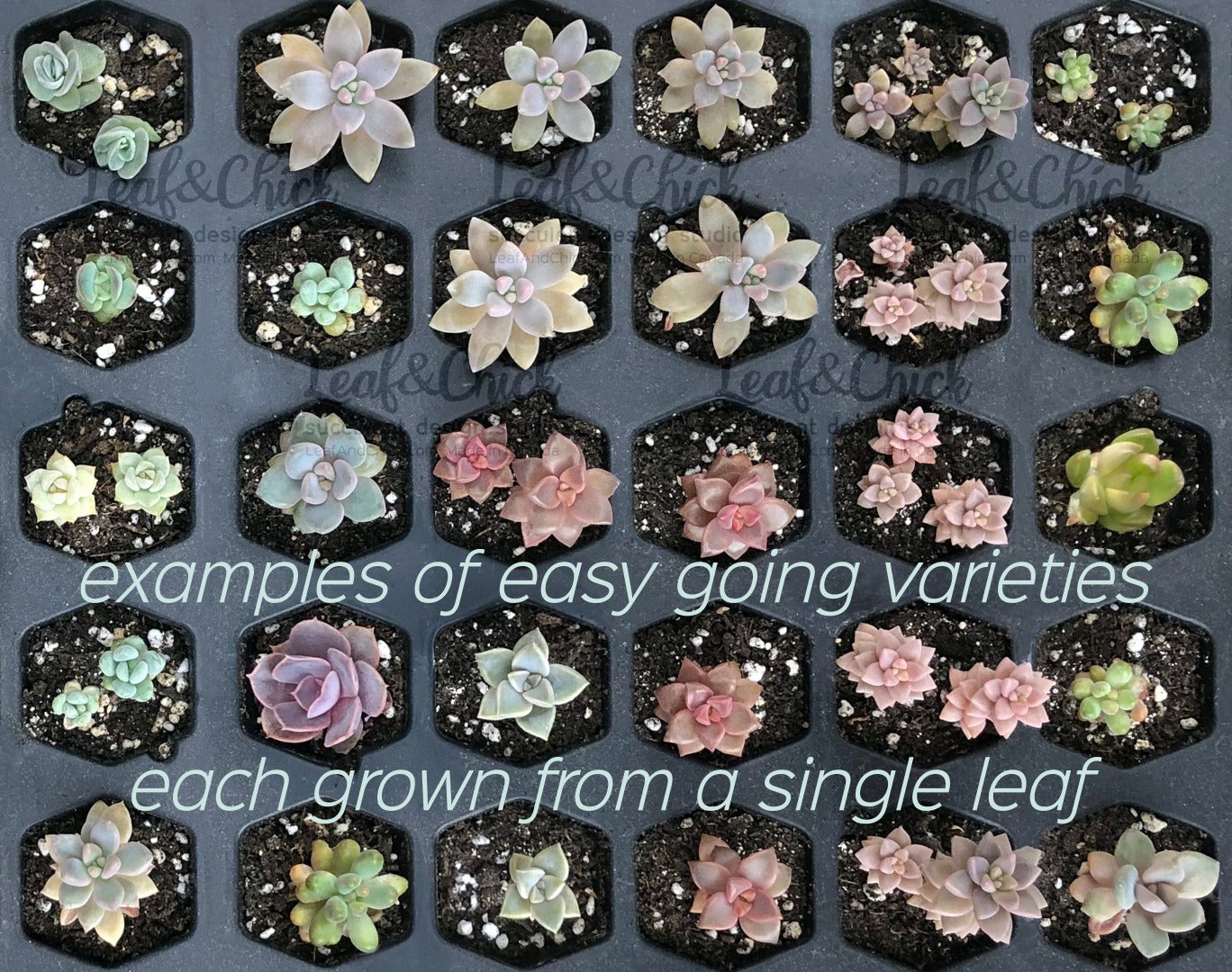 examples of easy grow succulents