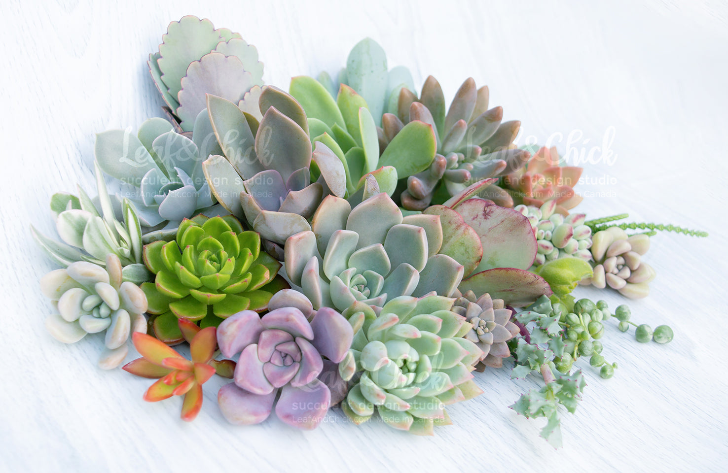 A cluster of various succulent plants with muted green, purple, and peach tones, arranged on a white wooden surface.