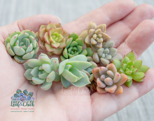 Small succulents held in a hand with 'Leaf & Chick' branding.