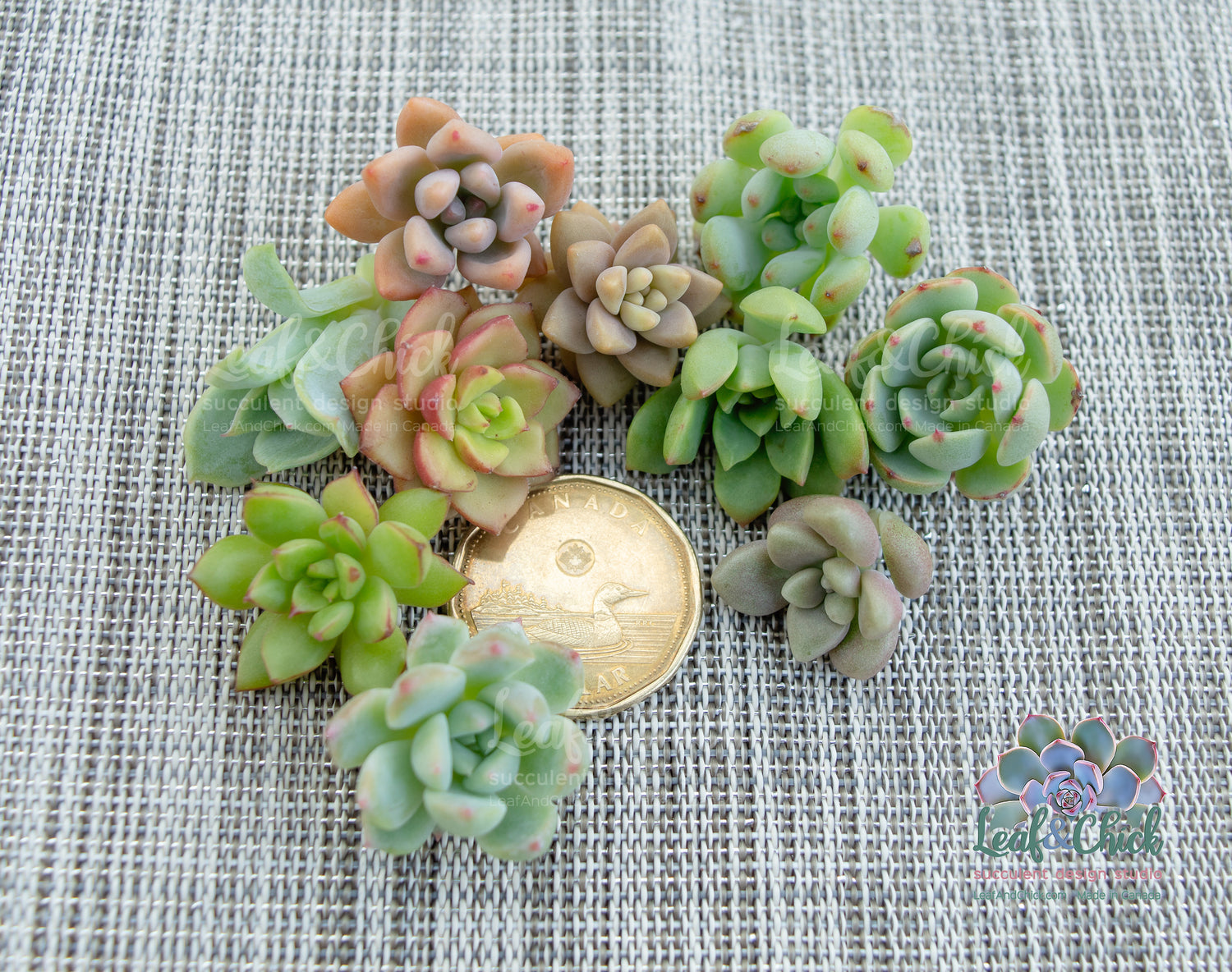 succulent clippings for sale Mini Succulent Cuts (10) – Leaf and Chick