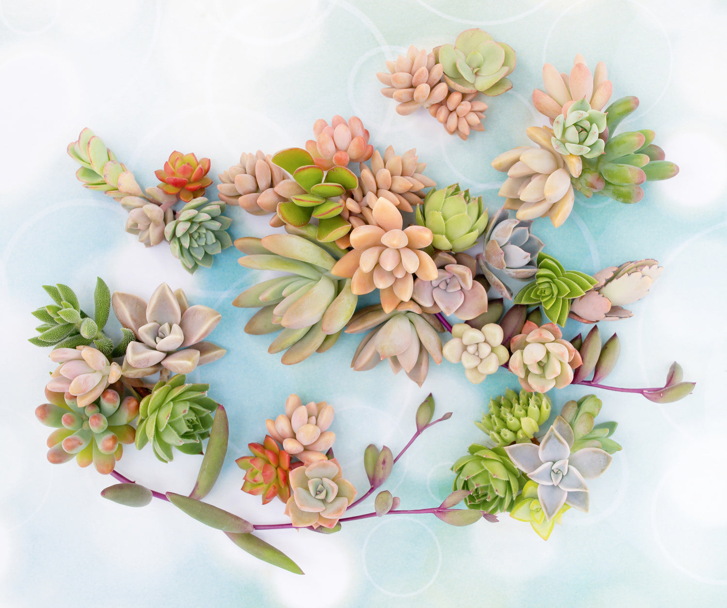 Photo by Leaf & Chick of succulent cuttings