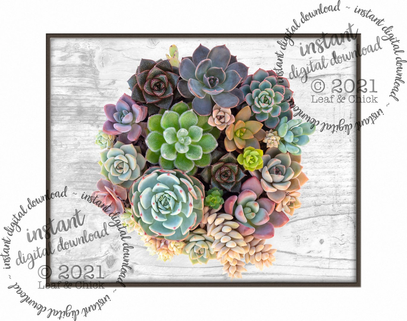 succulent art with wood grain background