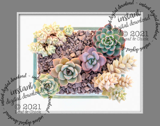 digital succulent art in rectangle bowl