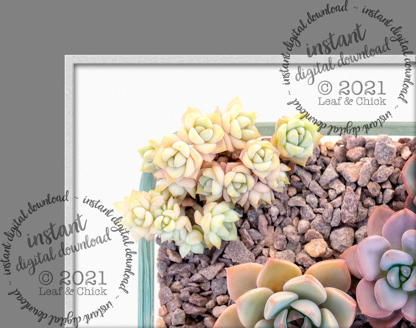 close up of top left corner of baby succulents