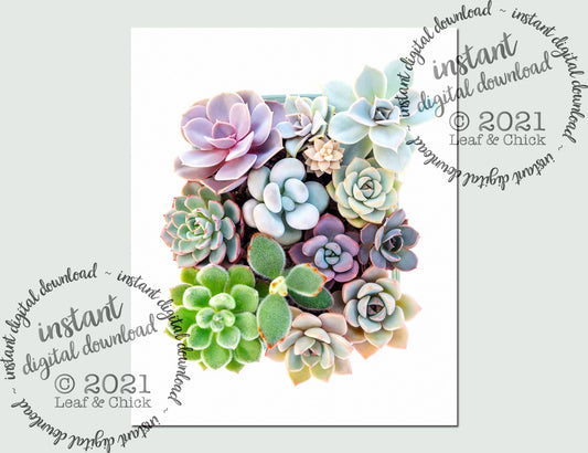 Leaf & Chick succulent art