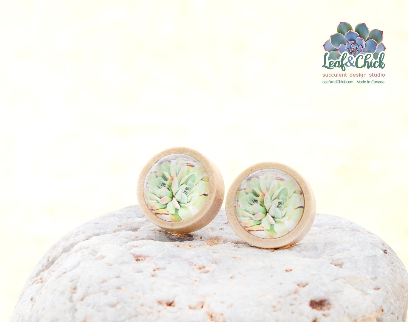 light wood succulent studs