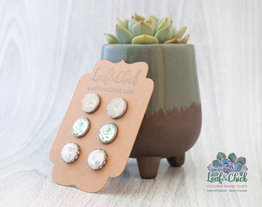 3 pairs of stud earrings carded and shown with a potted succulent